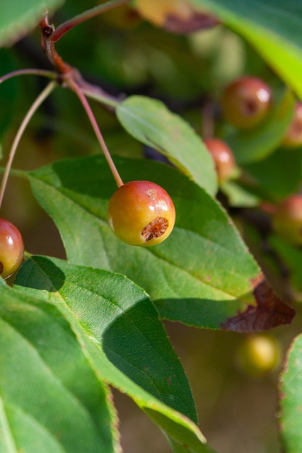 球队显然希 球队显然希